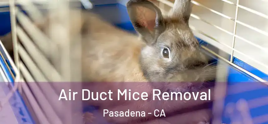 Air Duct Mice Removal Pasadena - CA